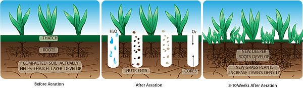 Aeration:Why, How & When to Aerate Your Lawn